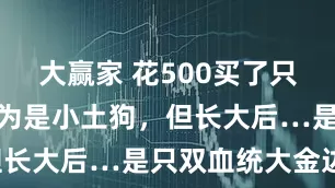大赢家 花500买了只狗狗，还以为是小土狗，但长大后…是只双血统大金边！